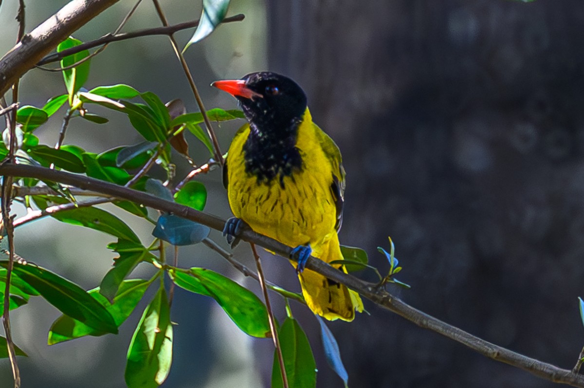 African Black-headed Oriole - ML642502295