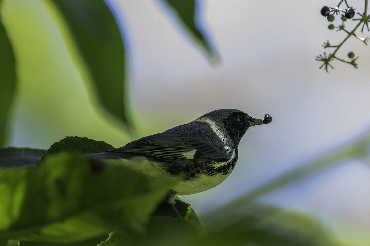 Black-throated Blue Warbler - ML642502296