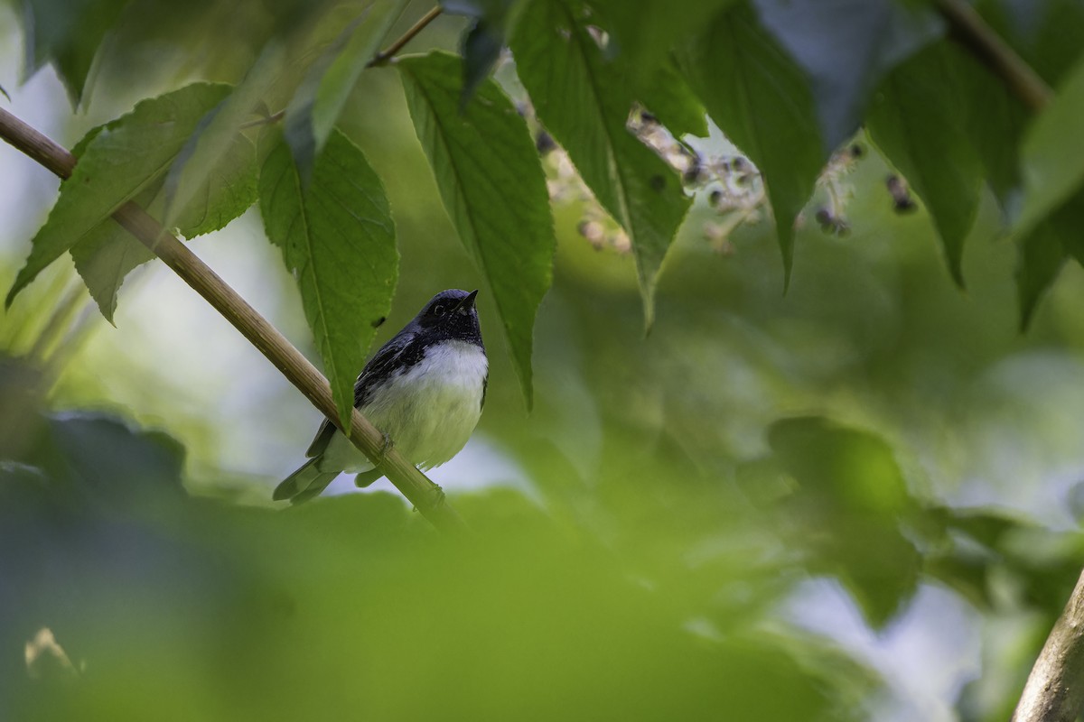 Black-throated Blue Warbler - ML642502299