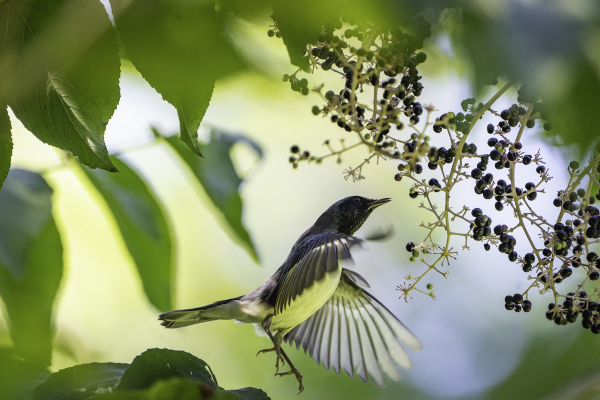Black-throated Blue Warbler - ML642502301