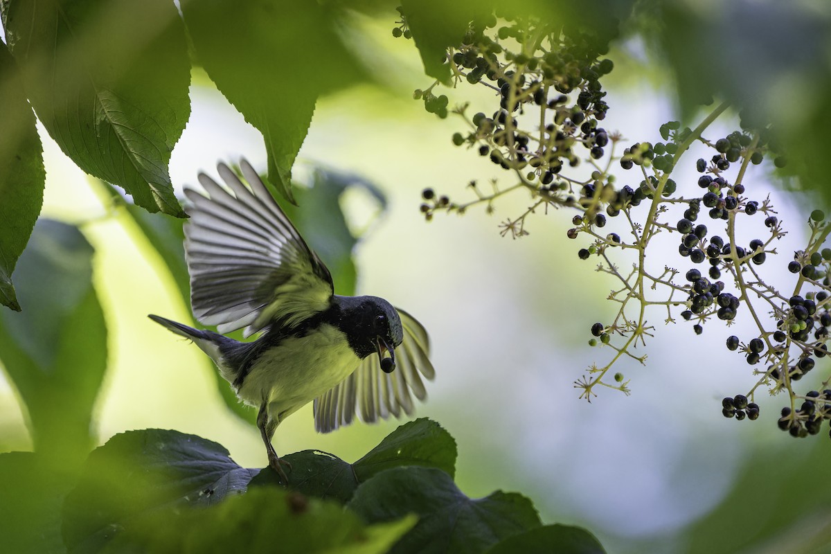 Black-throated Blue Warbler - ML642502302