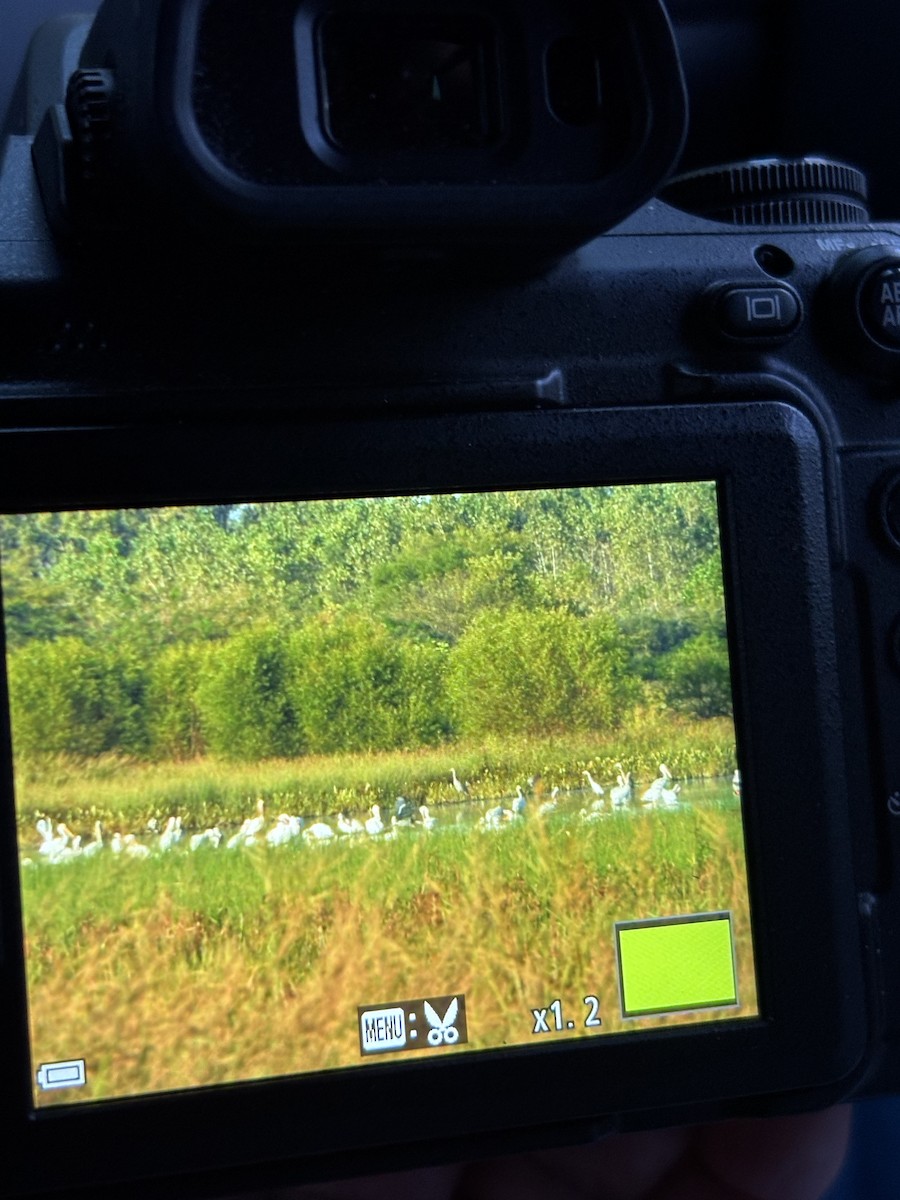 American White Pelican - ML642502307