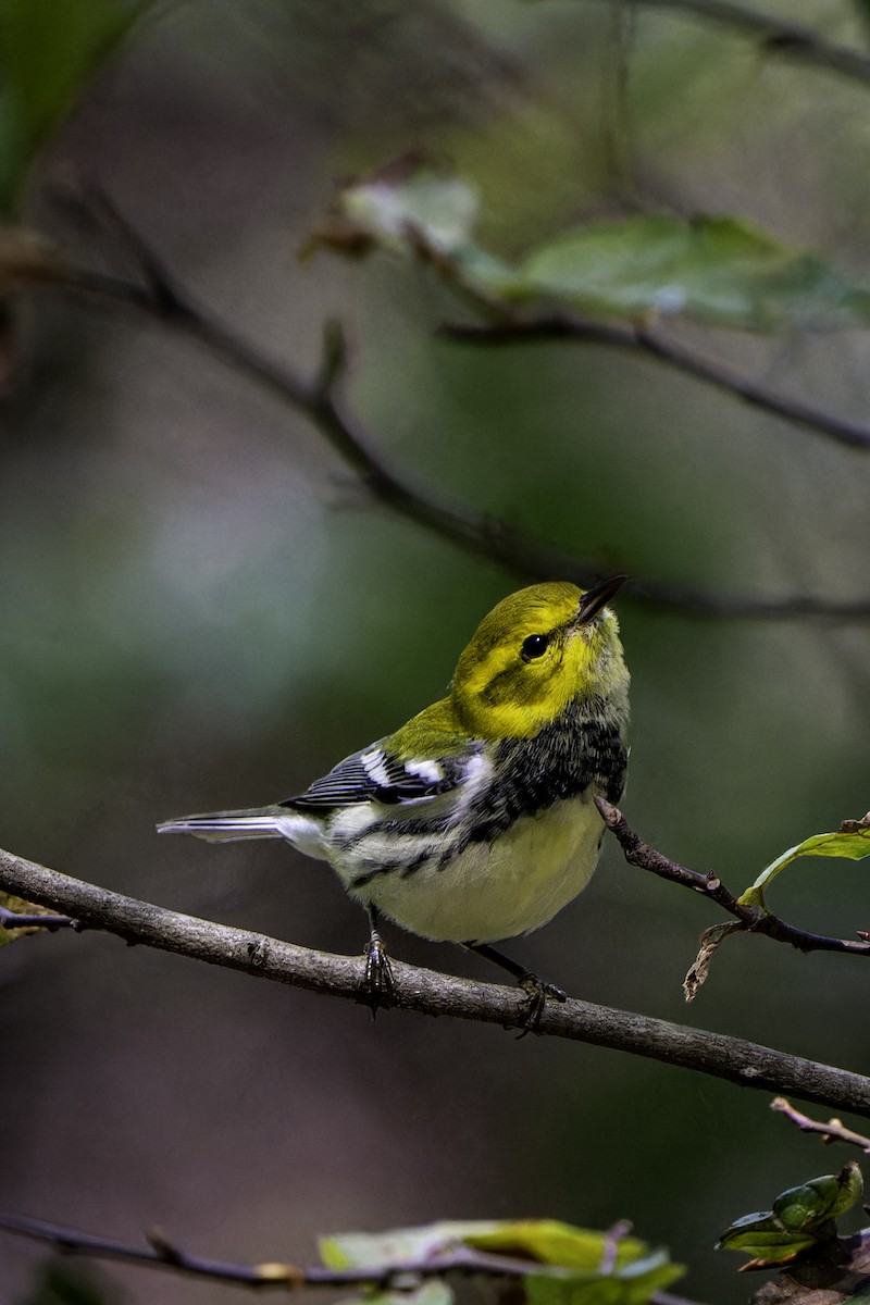 Black-throated Green Warbler - ML642502314