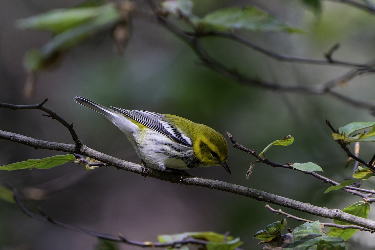 Black-throated Green Warbler - ML642502315