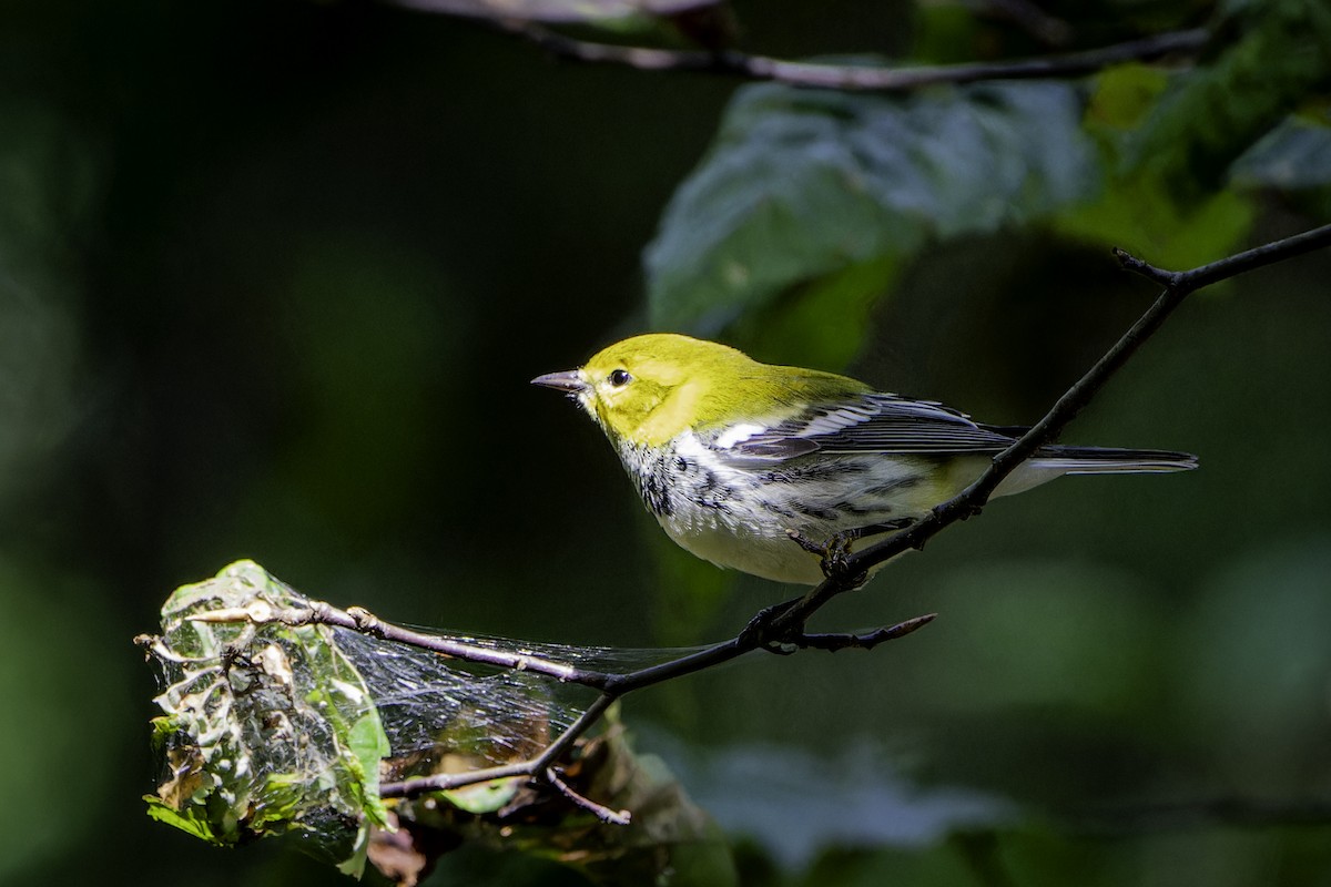 Black-throated Green Warbler - ML642502316