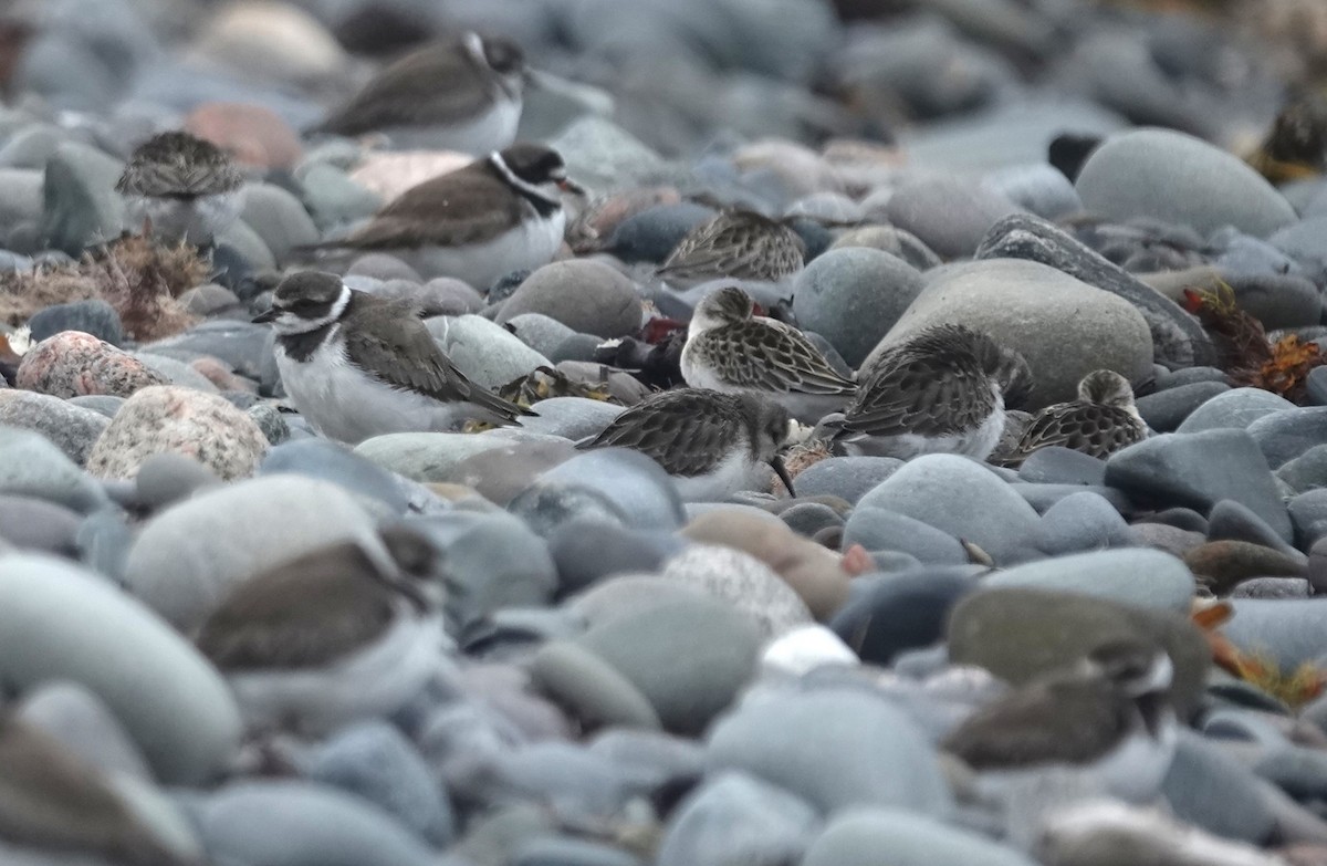Semipalmated Sandpiper - ML642502333