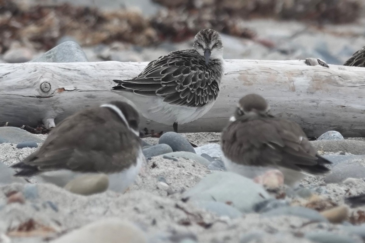 Semipalmated Sandpiper - ML642502344