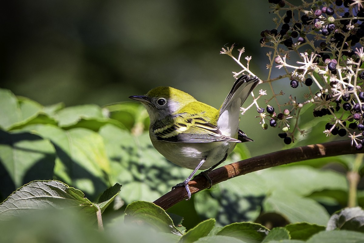 Chestnut-sided Warbler - ML642502356