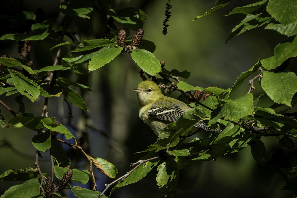 Bay-breasted Warbler - ML642502362