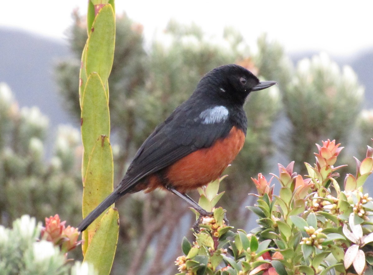 Chestnut-bellied Flowerpiercer - ML642502363