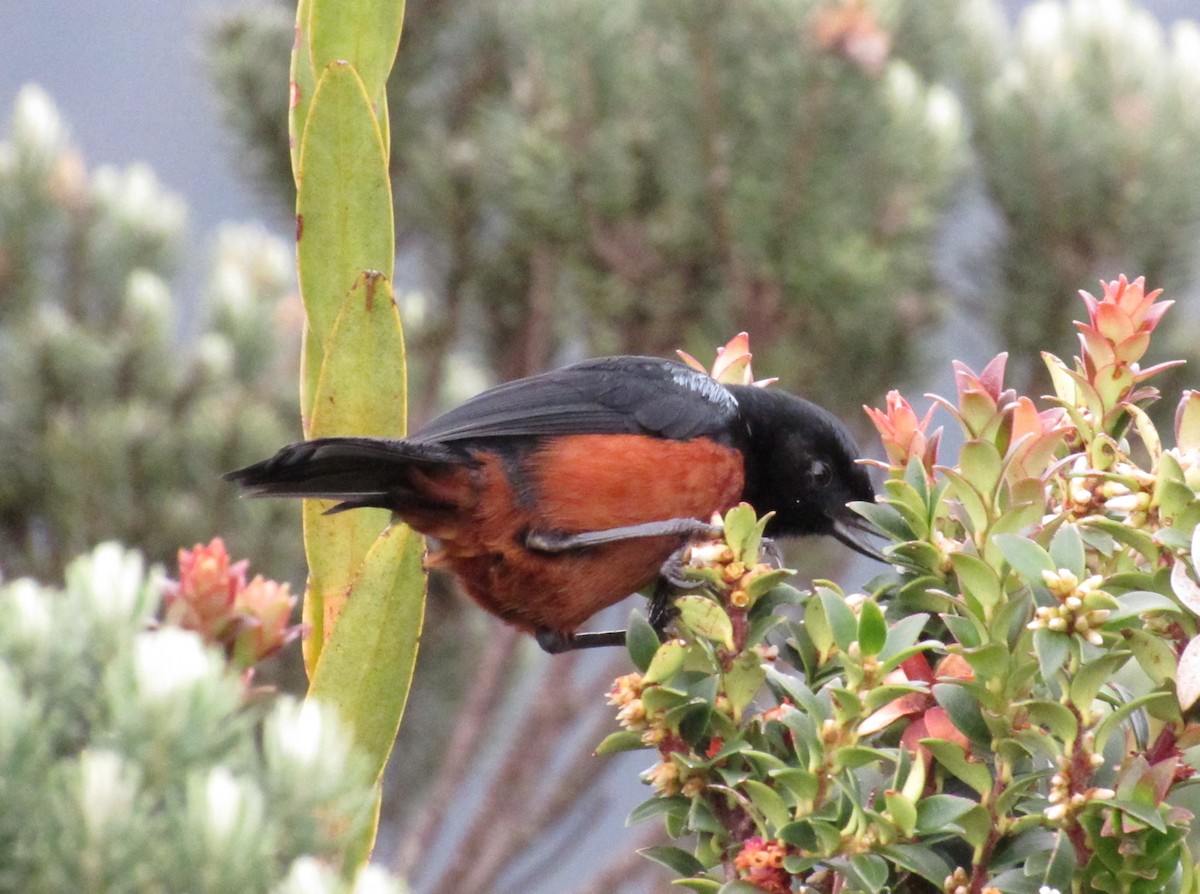 Chestnut-bellied Flowerpiercer - ML642502364