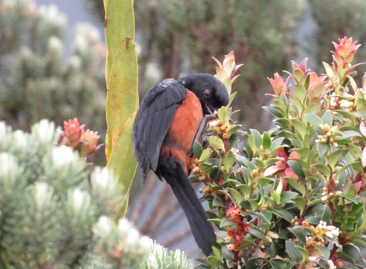Chestnut-bellied Flowerpiercer - ML642502365