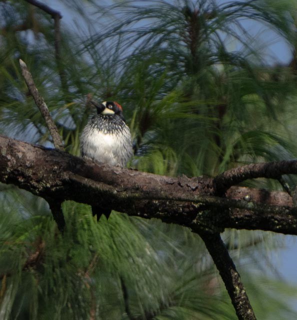 Acorn Woodpecker - ML642502405