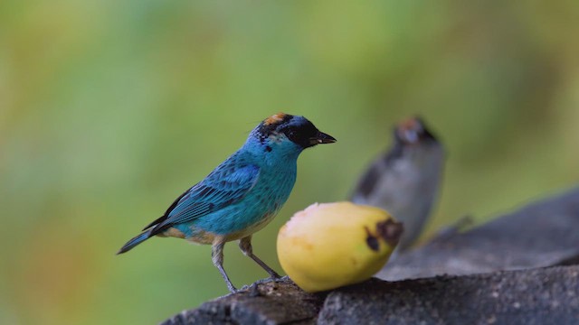 Golden-naped Tanager - ML642502409