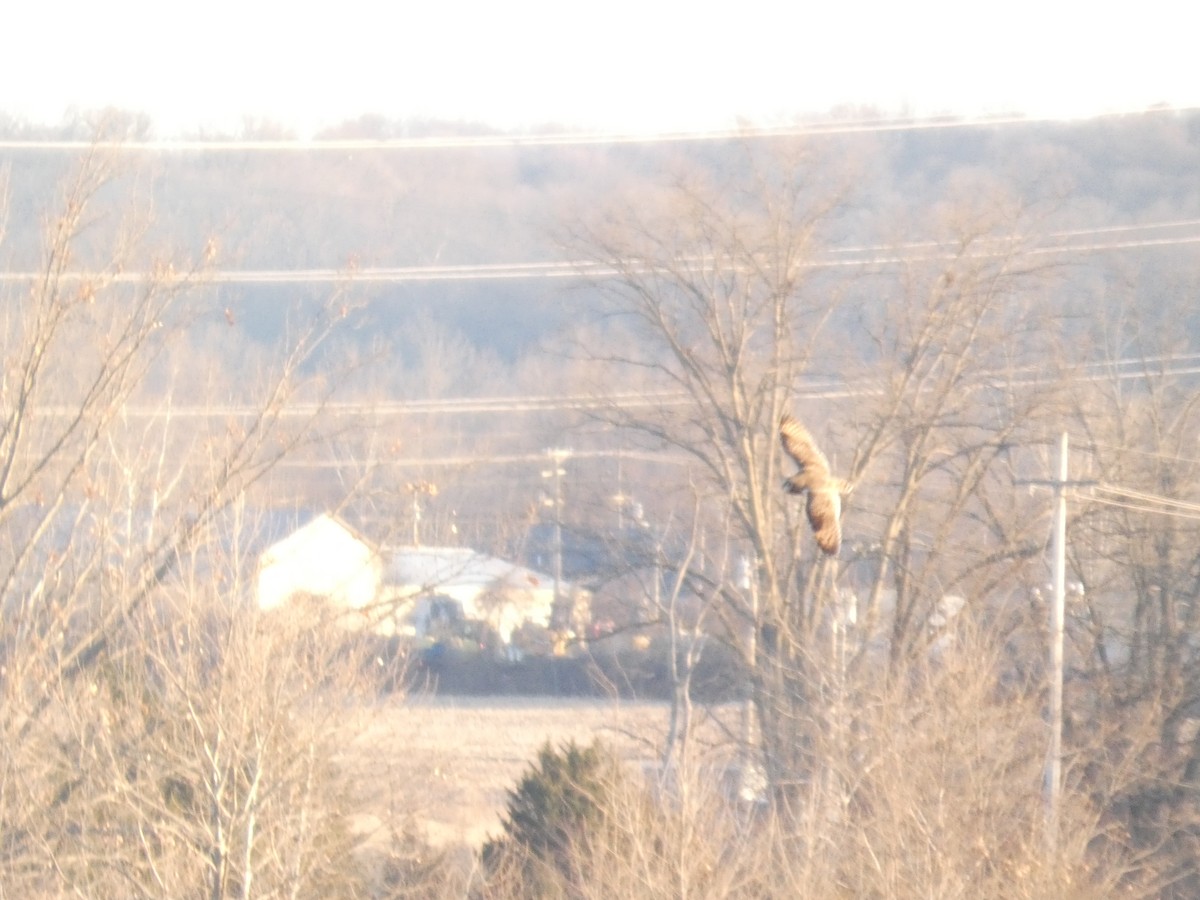 Short-eared Owl - ML642502453