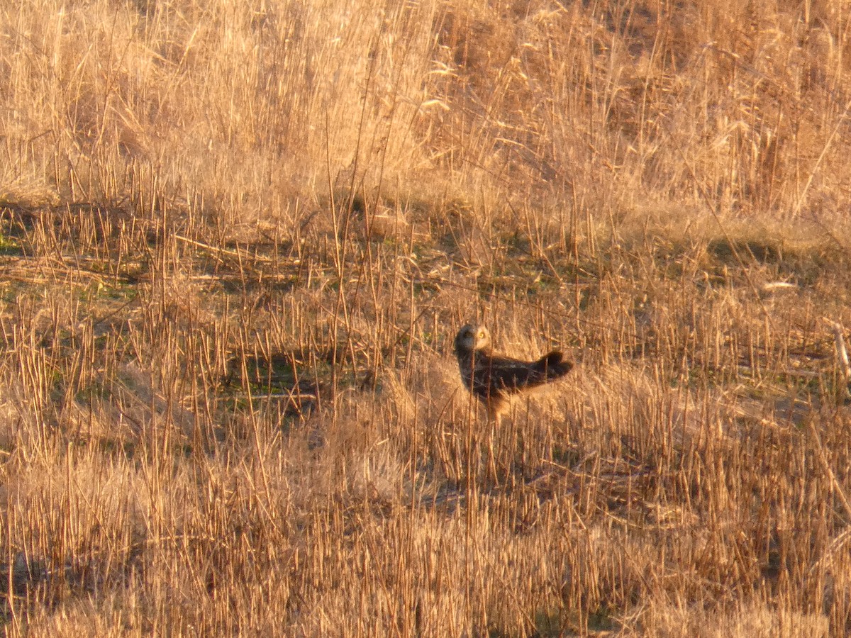 Short-eared Owl - ML642502454