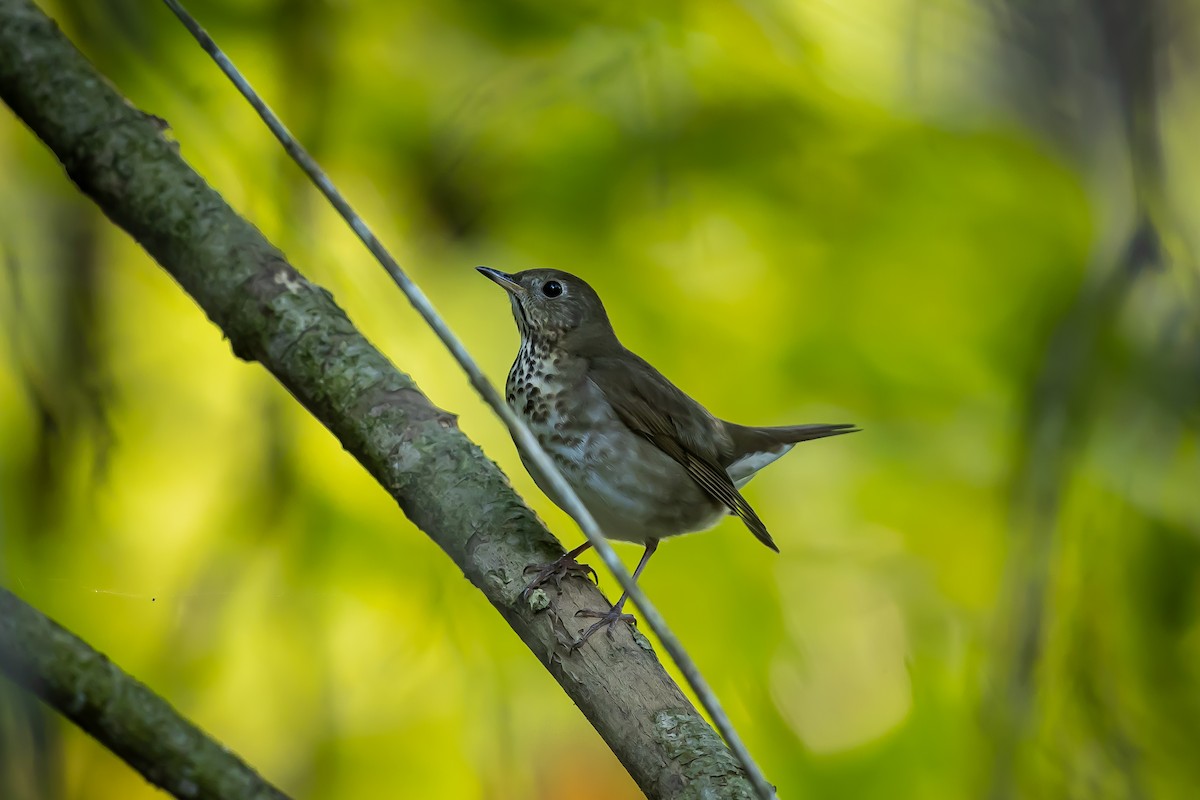 Gray-cheeked Thrush - ML642502466