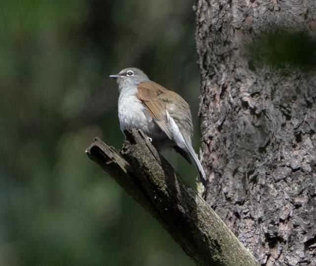 Brown-backed Solitaire - ML642502469