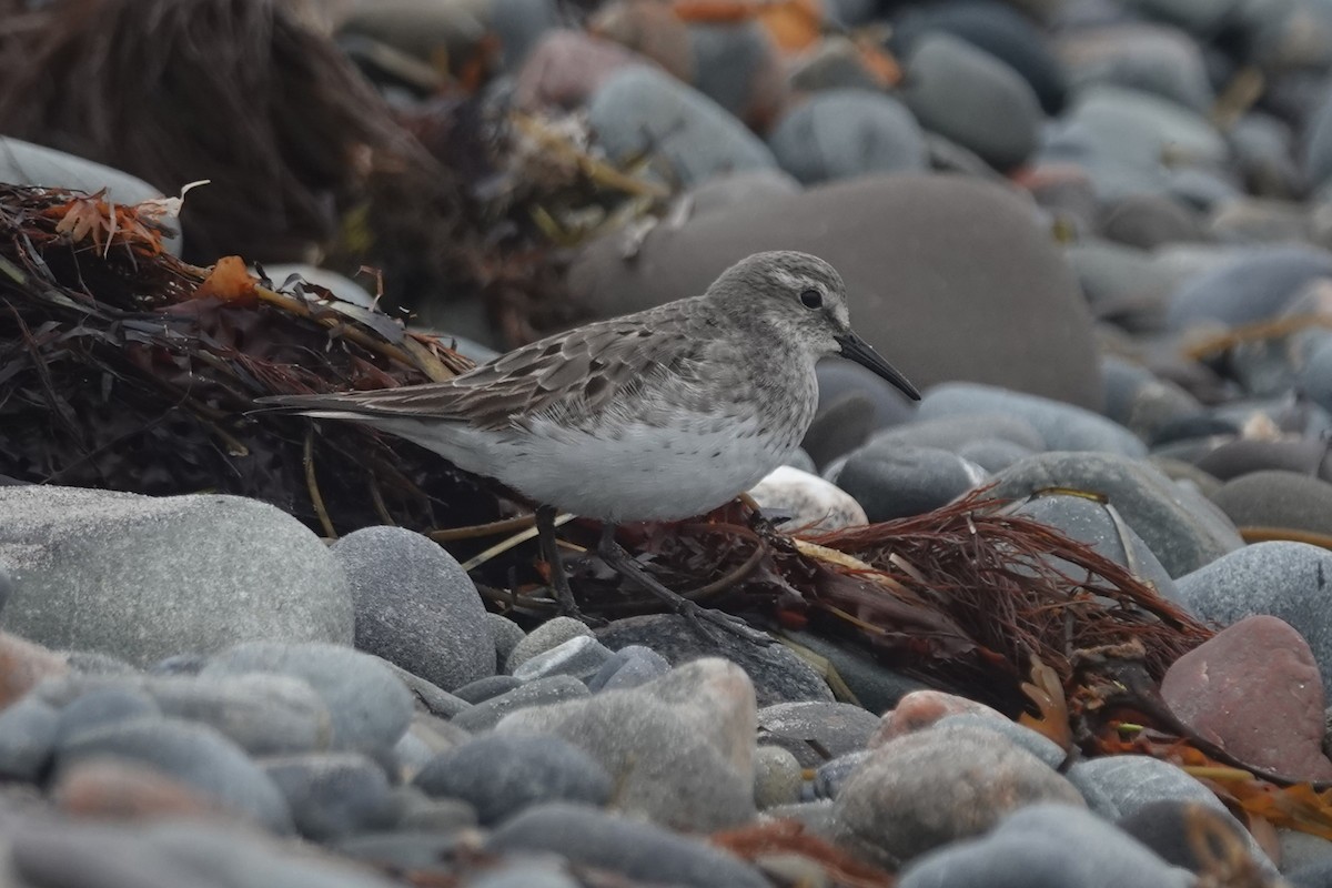 White-rumped Sandpiper - ML642502495