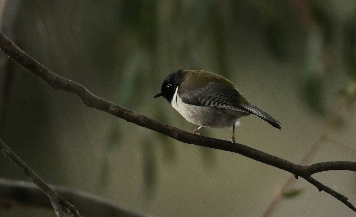 Black-headed Honeyeater - ML642502509