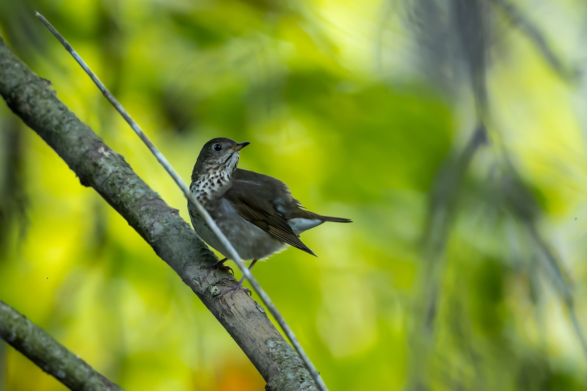 Gray-cheeked Thrush - ML642502510