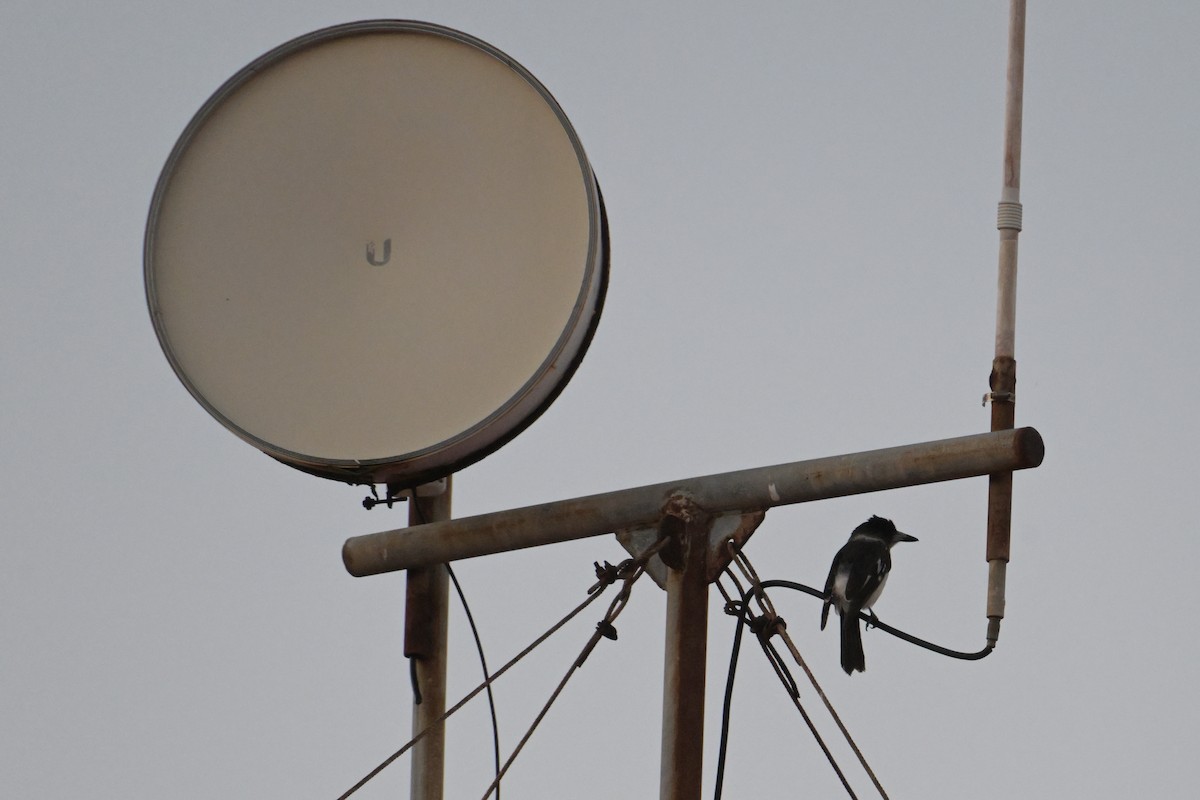 Pied Butcherbird - ML642502513