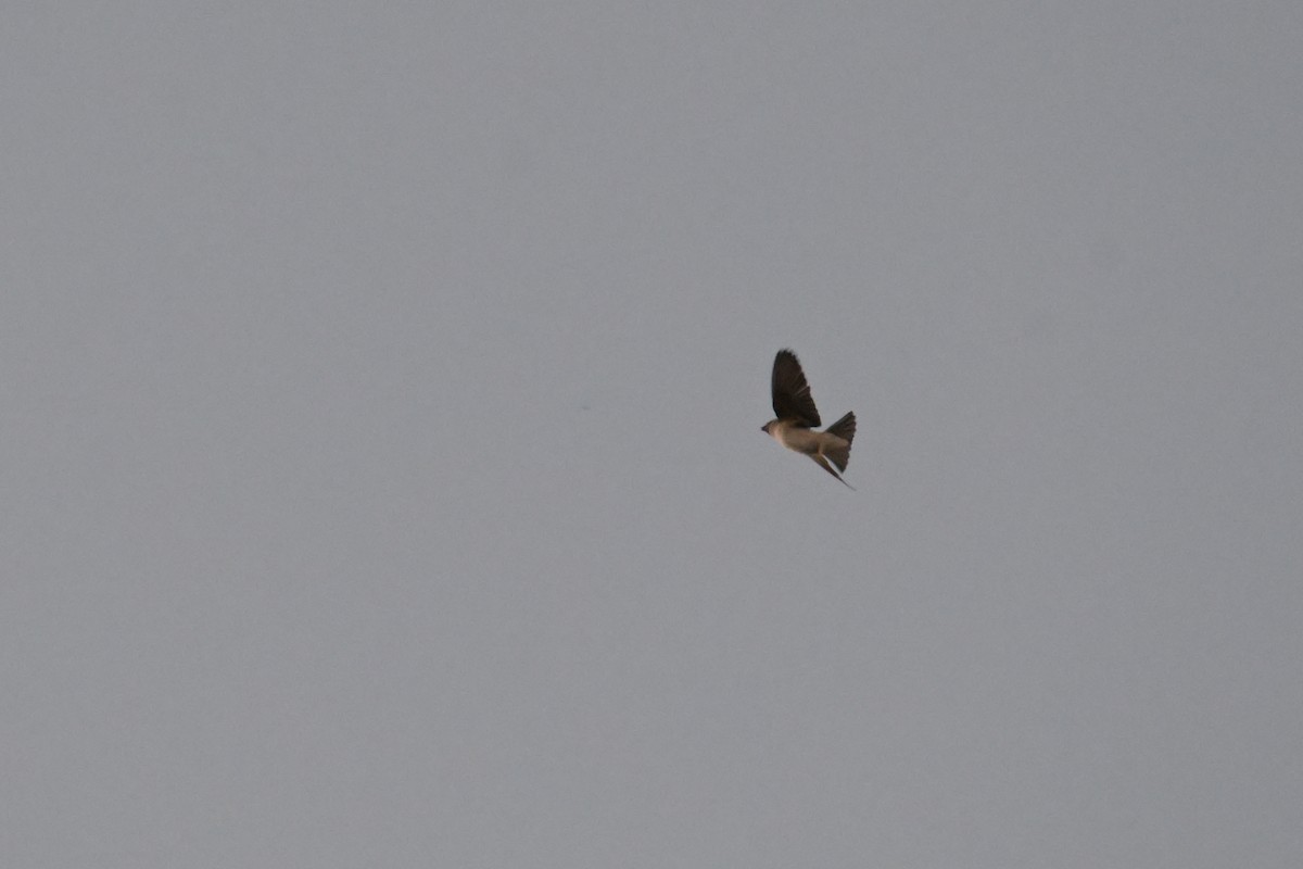 Tree Martin - ML642502515