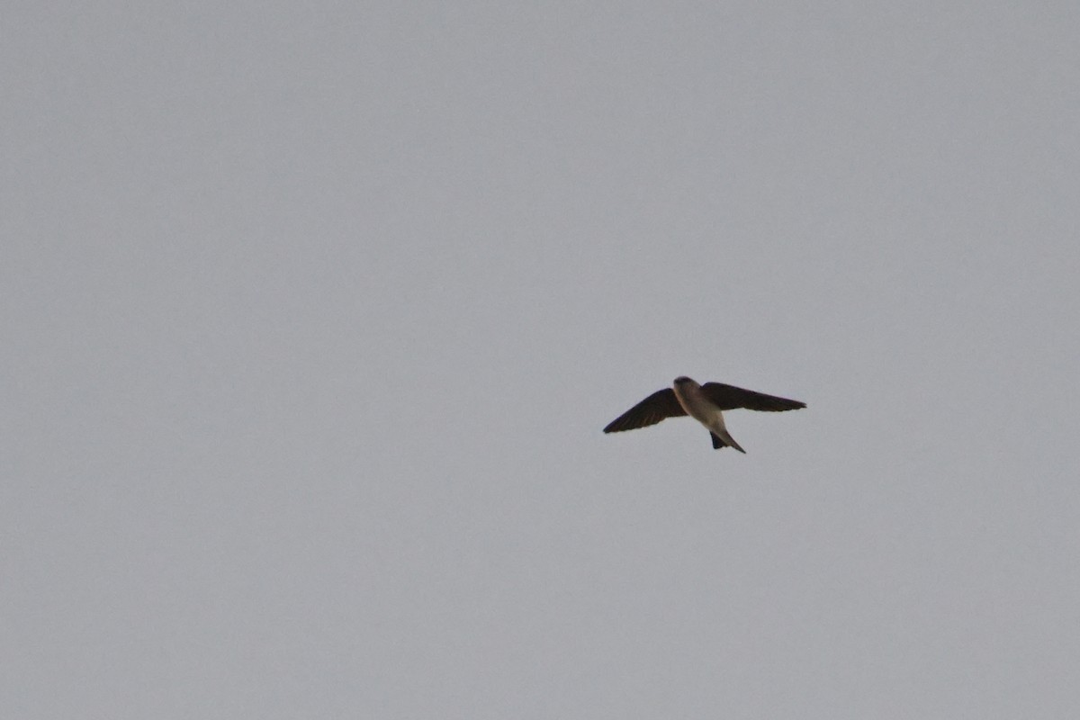 Tree Martin - ML642502521