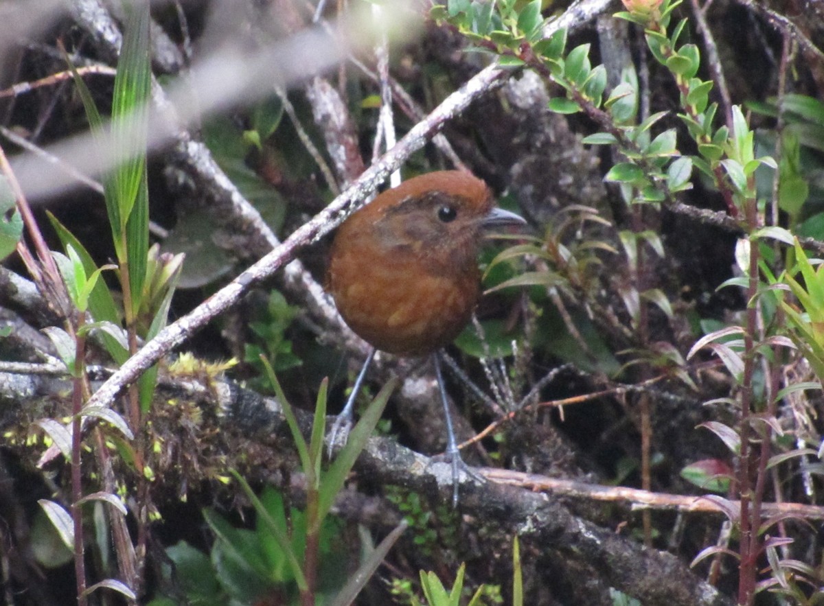 Chami Antpitta - ML642502530