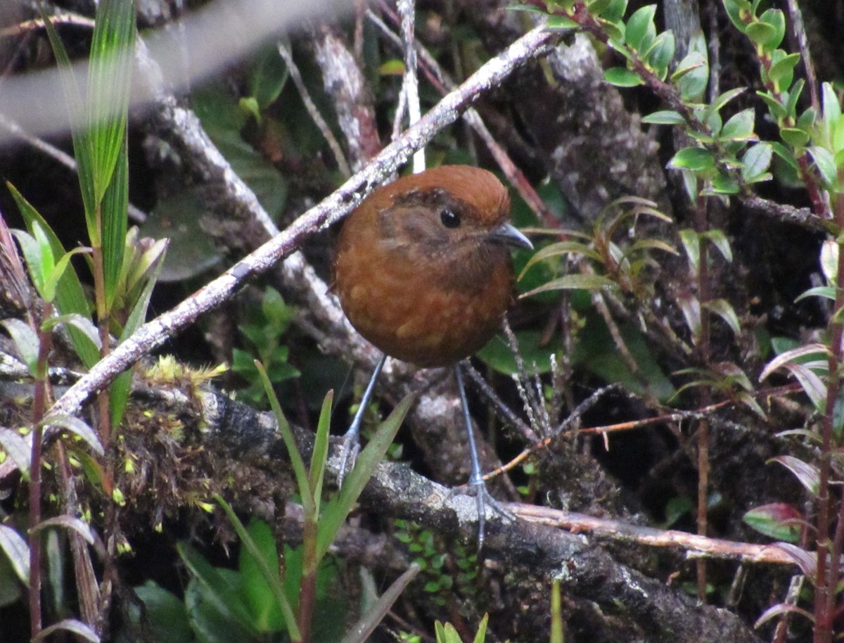 Chami Antpitta - ML642502531