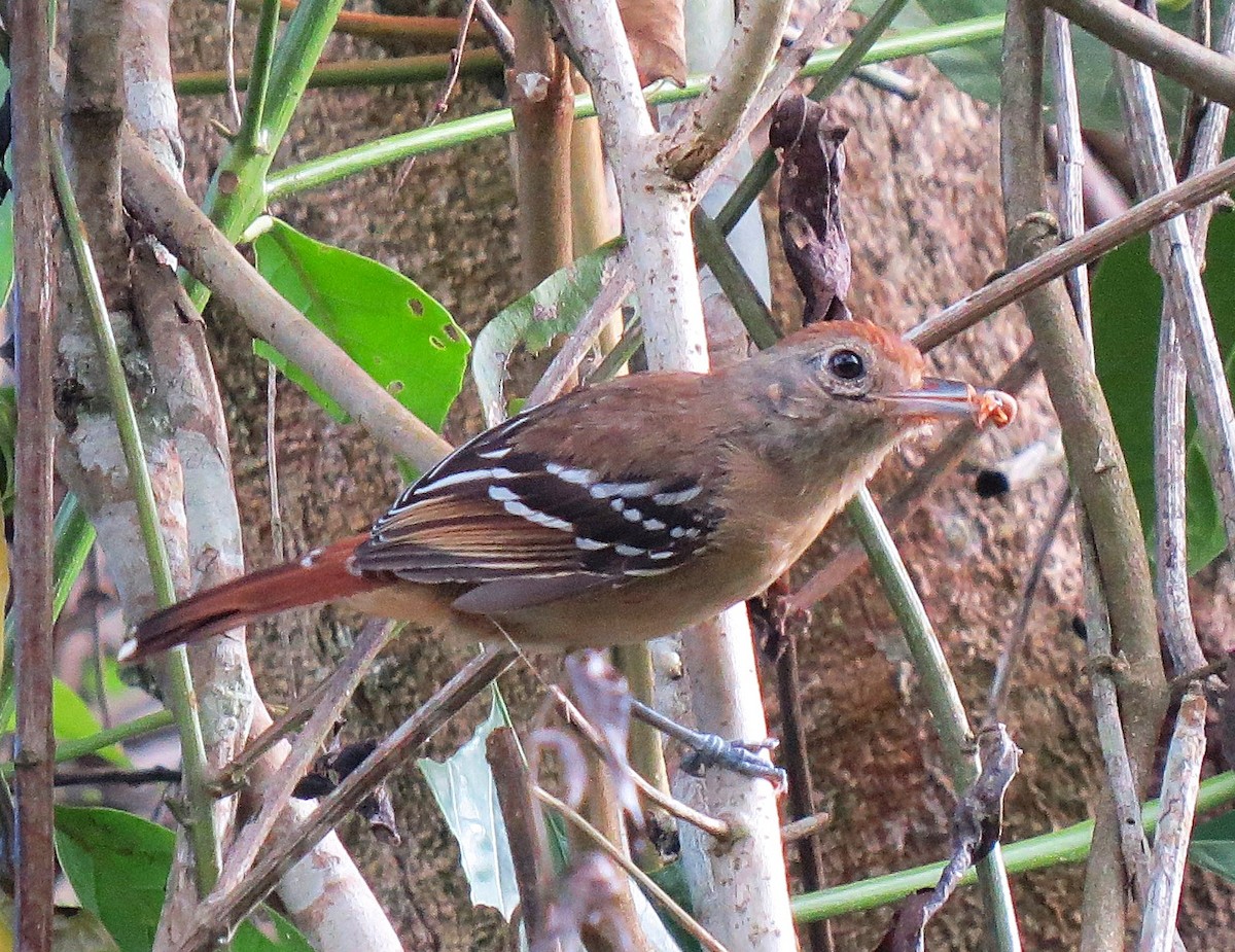 Sooretama Slaty-Antshrike - ML642502565