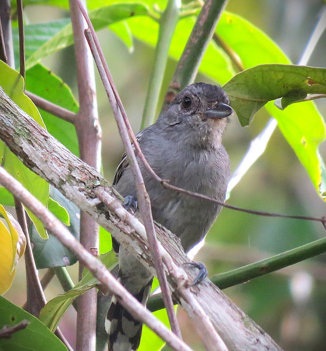 Sooretama Slaty-Antshrike - ML642502566