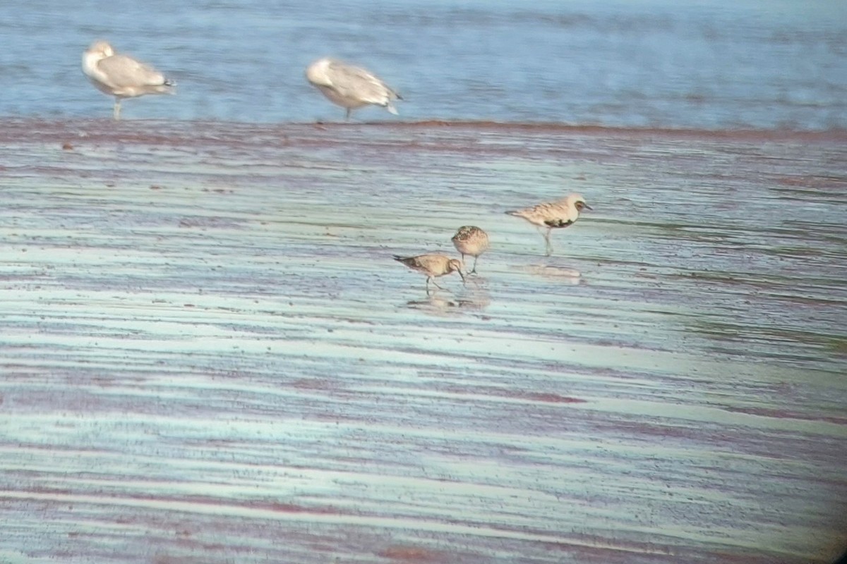 jespák rezavý - ML642502572