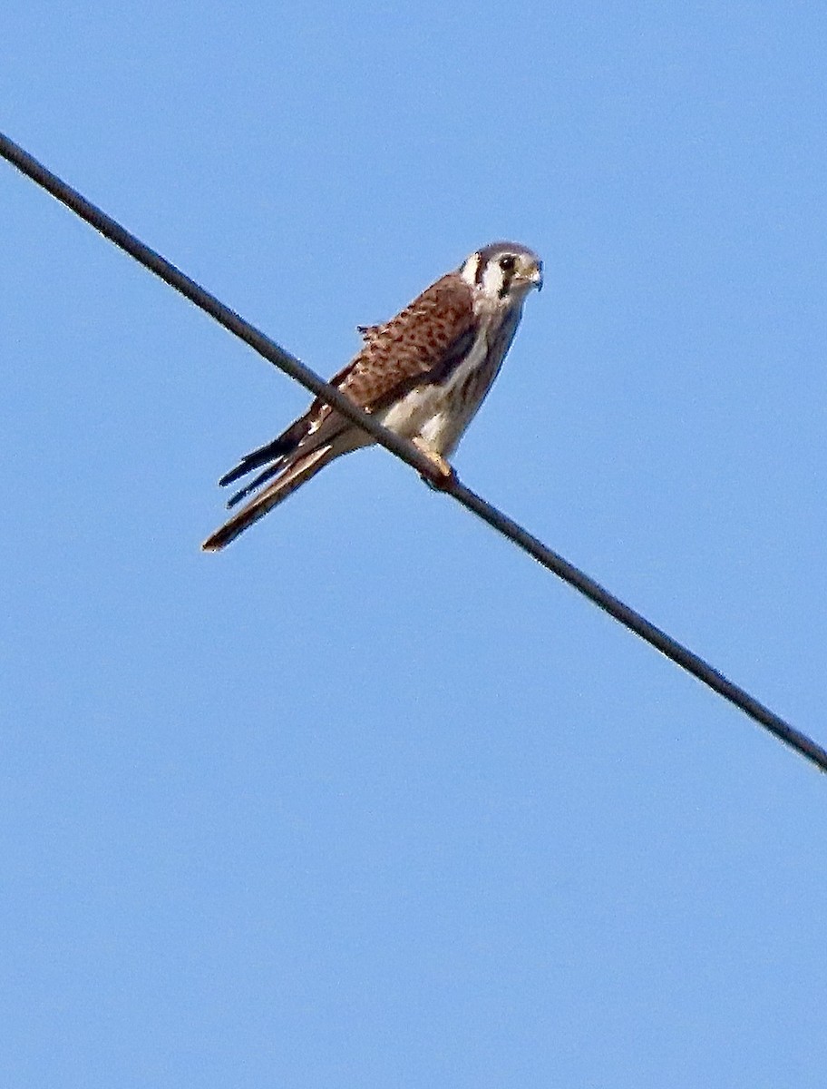 American Kestrel - ML642502582