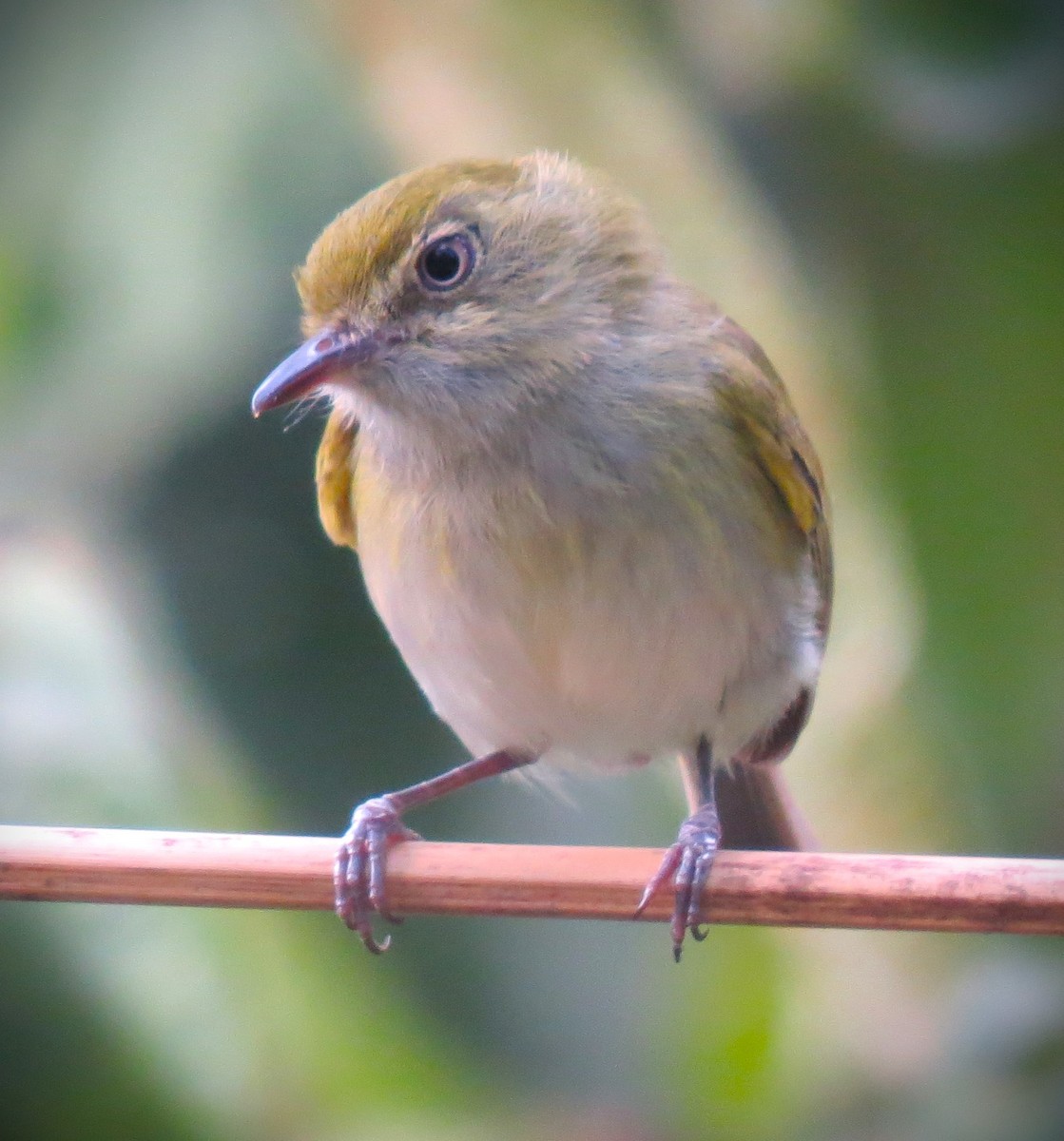 Hangnest Tody-Tyrant - ML642502589