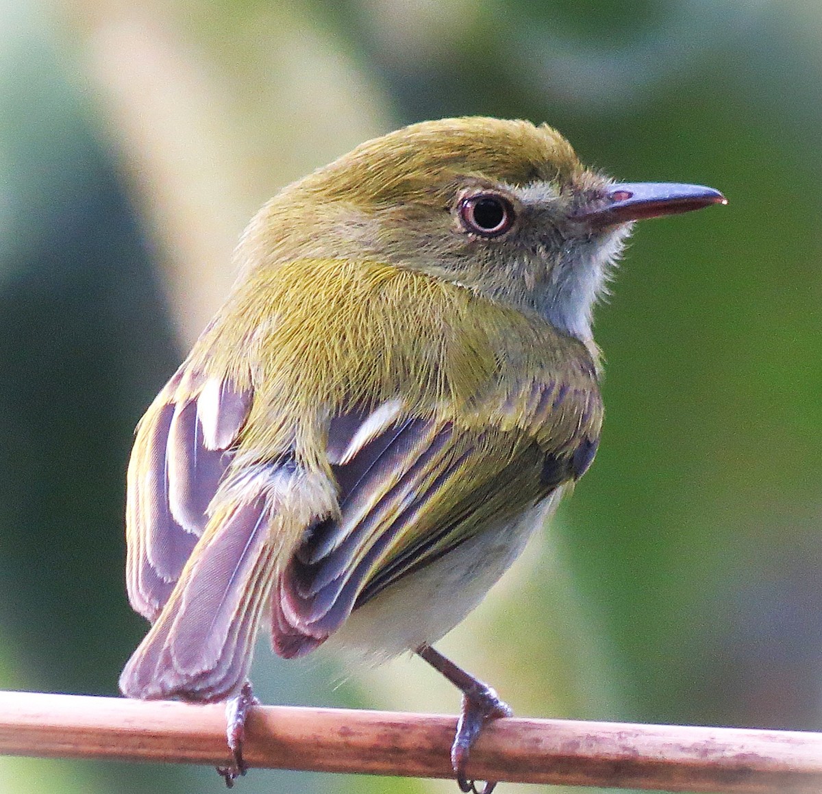 Hangnest Tody-Tyrant - ML642502590