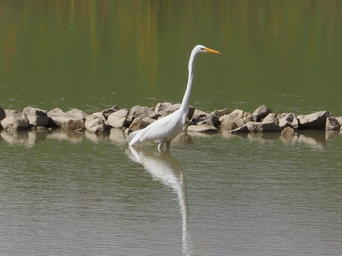 Great Egret - ML642502596