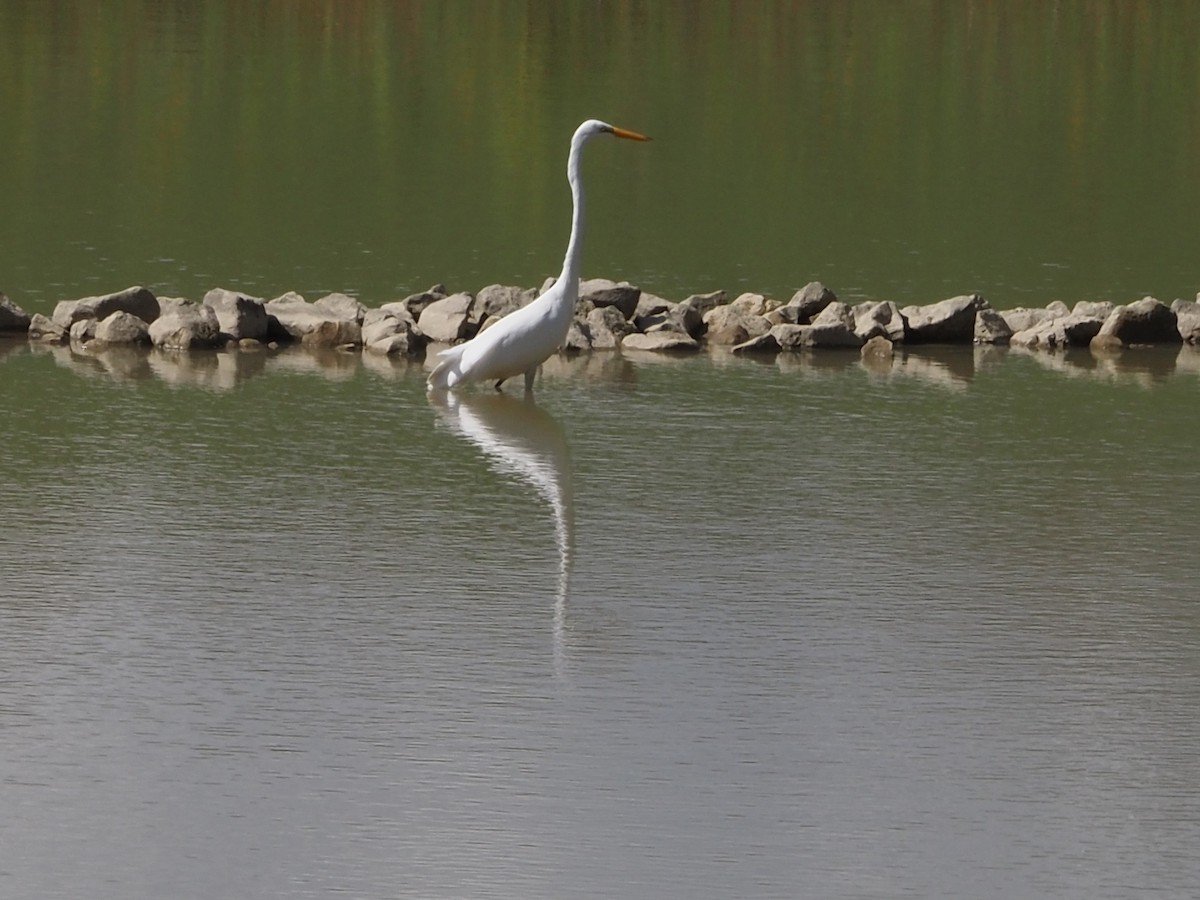 Great Egret - ML642502597