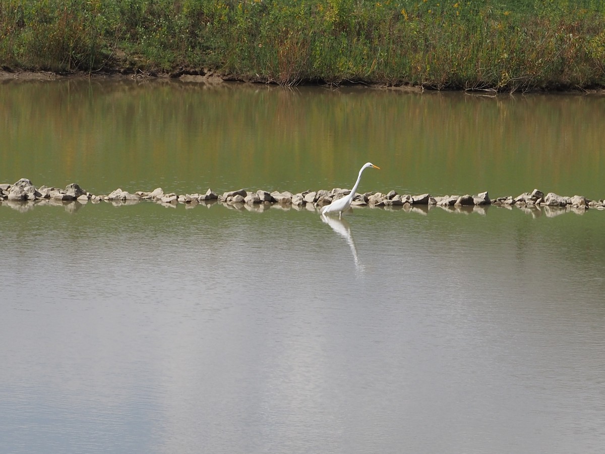 Great Egret - ML642502598