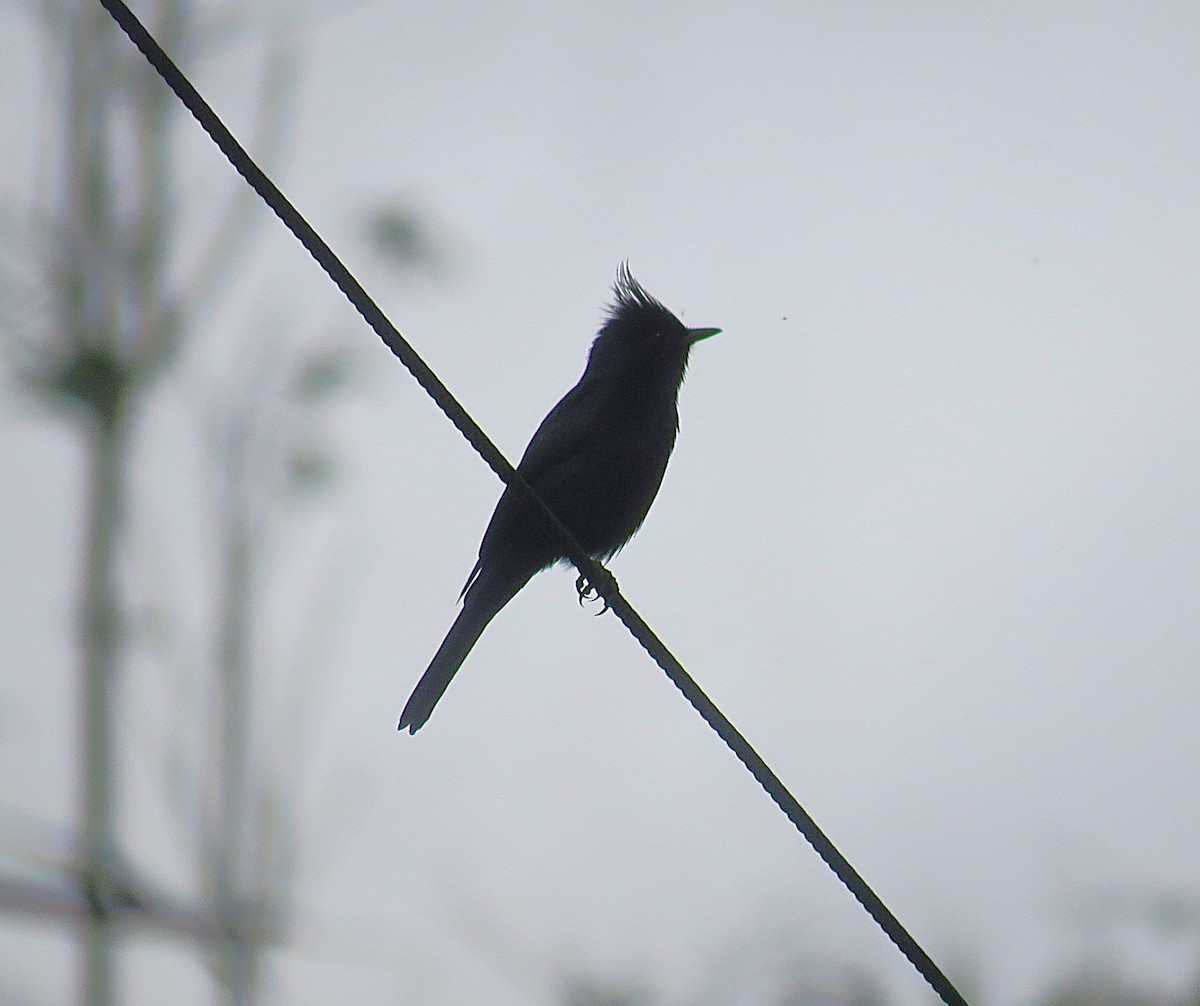 Crested Black-Tyrant - ML642502599