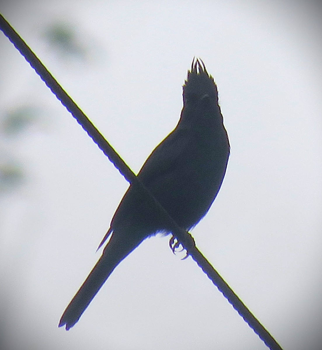 Crested Black-Tyrant - ML642502600