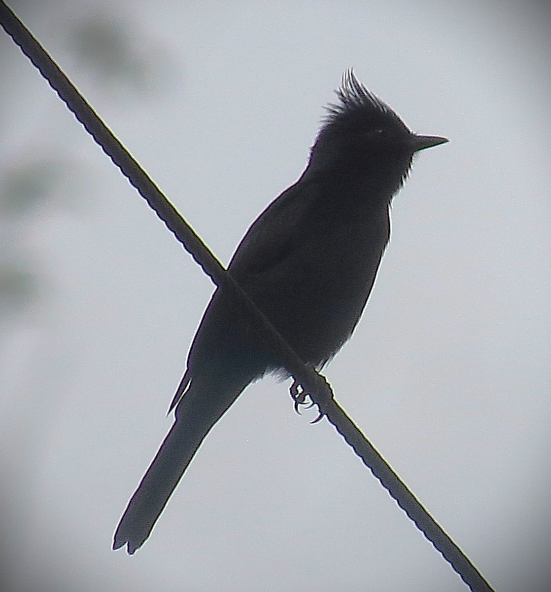 Crested Black-Tyrant - ML642502601