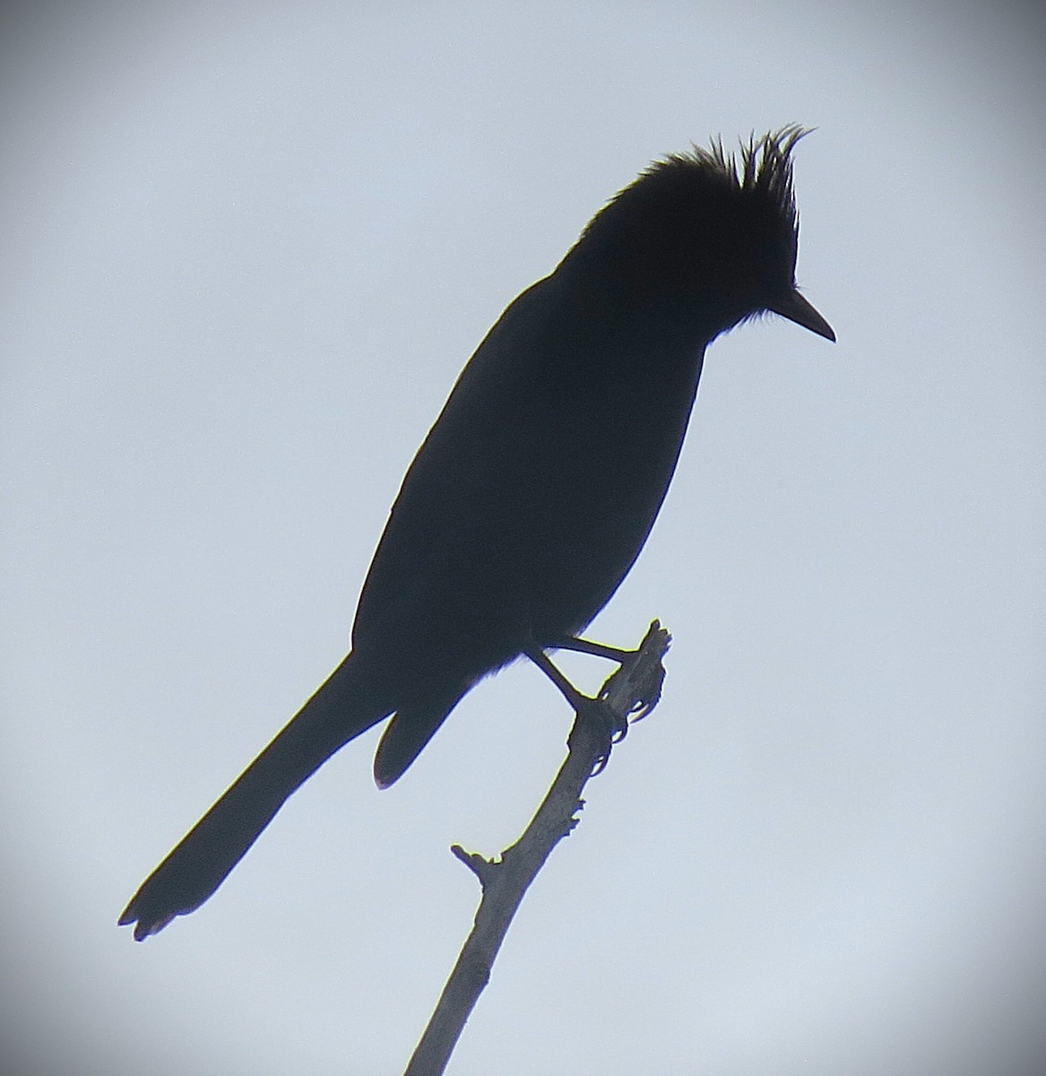 Crested Black-Tyrant - ML642502602