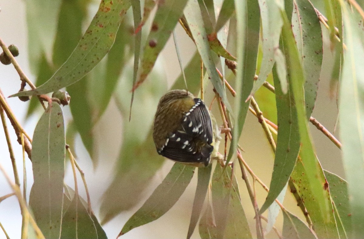 Forty-spotted Pardalote - ML642502604