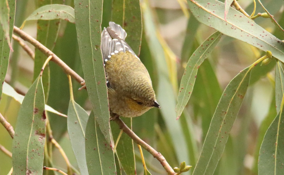 Forty-spotted Pardalote - ML642502605