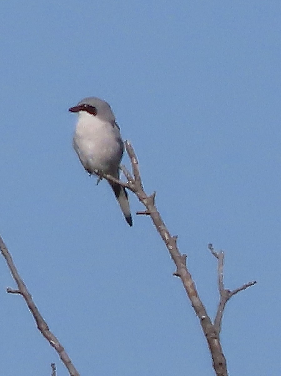 Loggerhead Shrike - ML642502606