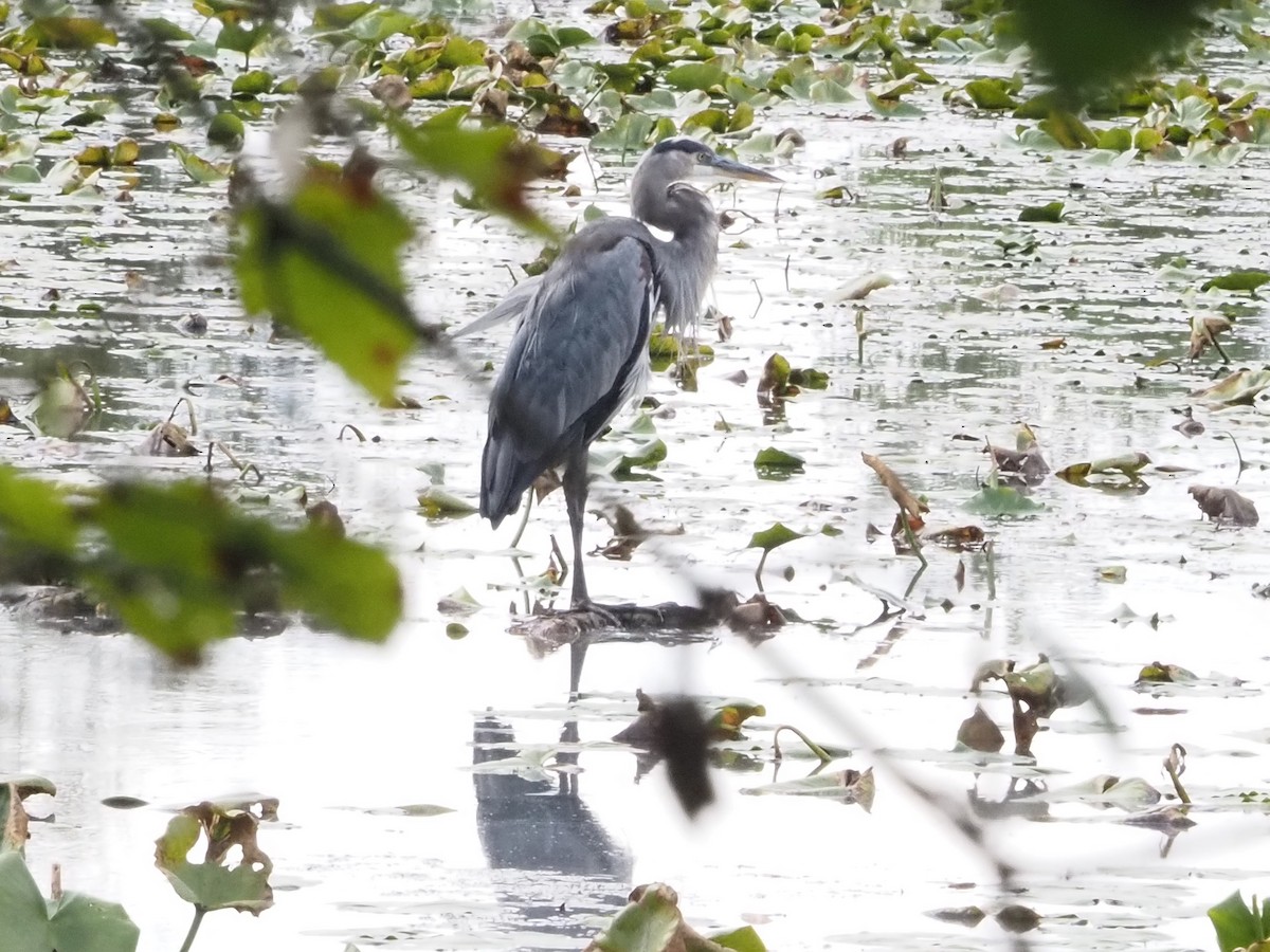Great Blue Heron - ML642502617