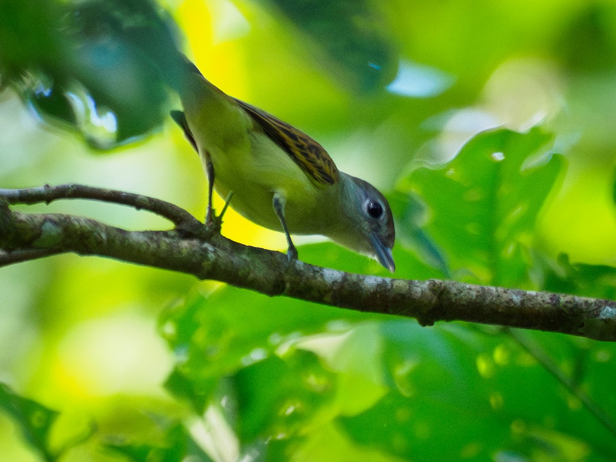 White-winged Becard - ML642502655
