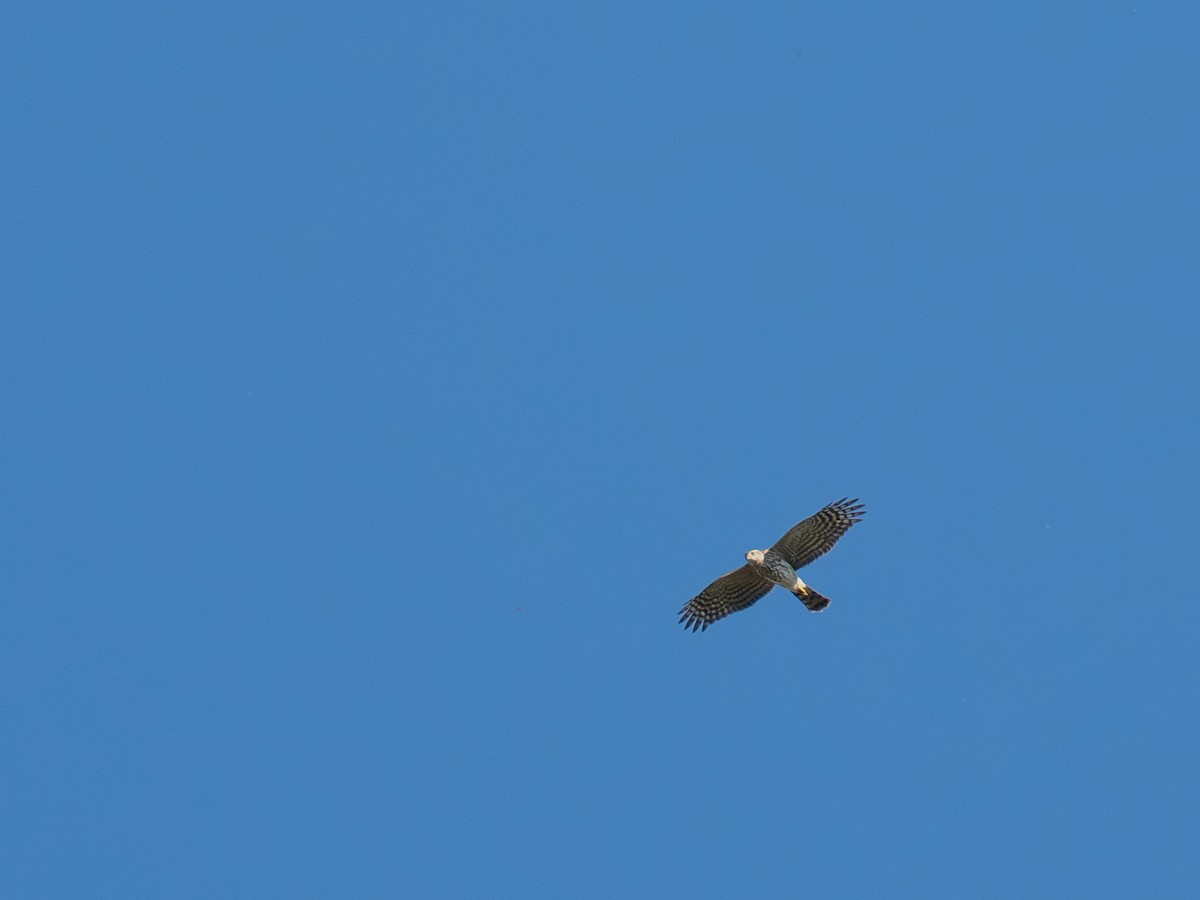 Cooper's Hawk - ML642502679