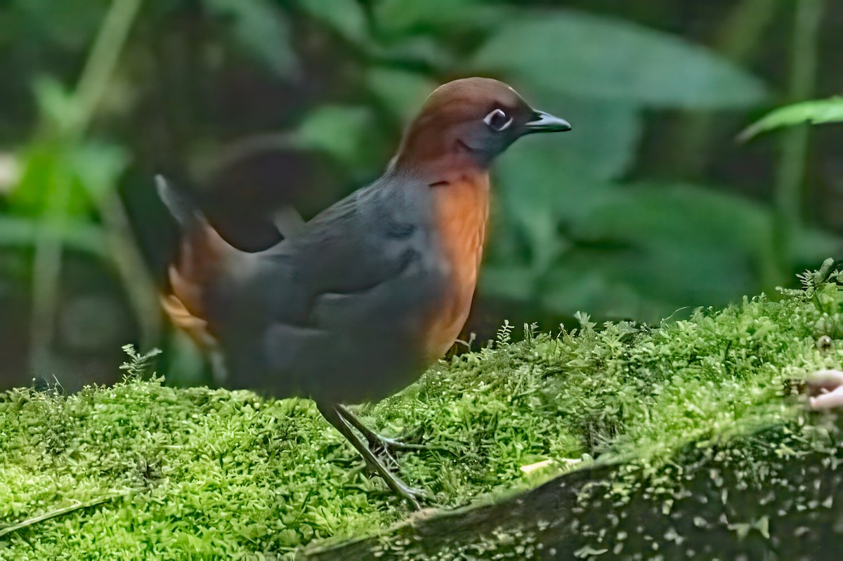 Rufous-breasted Antthrush - ML642502684
